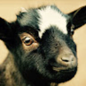 Meet your Posher, Doomz